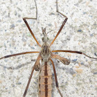 Crane Fly with undeveloped wings