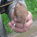 Nightingale