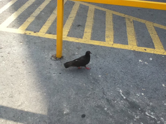 Spotting Image 1