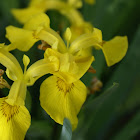Iris orientale