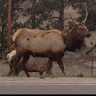 Elk