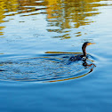 Double-crested Cormorant