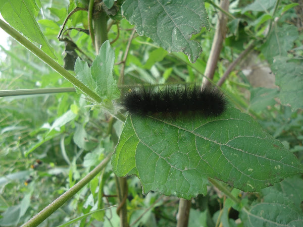 Oruga Negra o Asotador | Project Noah
