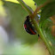 Harlequin Ladybird 