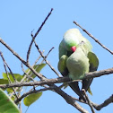 parrot