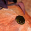 Green Tree Frog