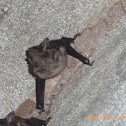Bat