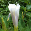 White Devil 's trumpet
