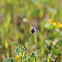 Gambell's Dwarf Locoweed