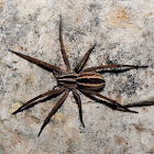 Rabid Wolf Spider