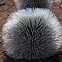 Silversword