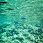 Palometa blanca o azul
