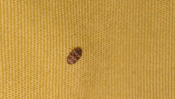 Spotting Image 1