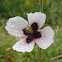 Amapola blanca