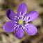 Hepatica