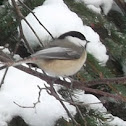 Black-Capped Chickadee