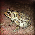 Fowler's Toad