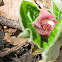 Wild Ginger