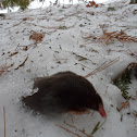 Hairy-tailed mole (also known as Brewer's mole)