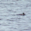 Common Eider