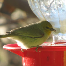 Non-hummingbirds at hummingbird feeders in New Mexico & Arizona