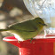 Verdin