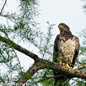 American Bald Eagle (Juvinile)