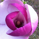 Magnolia