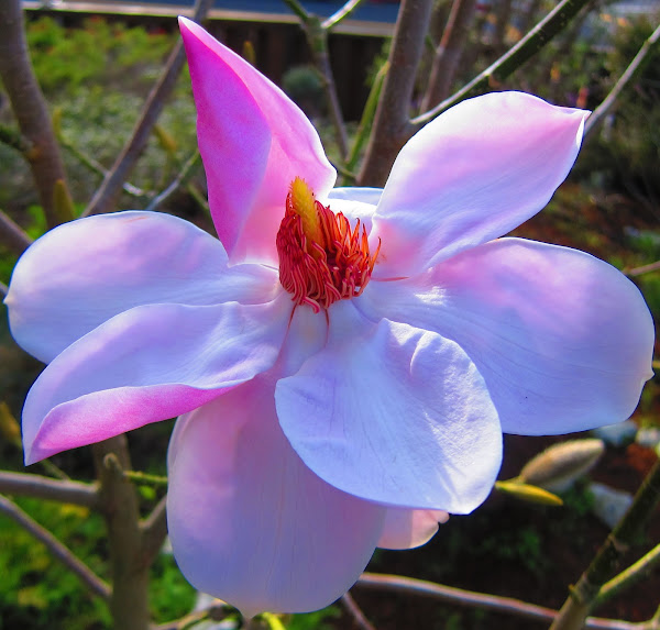 Magnolia Blossom Project Noah