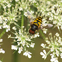 hoverfly