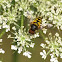 hoverfly