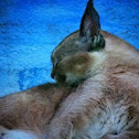 Caracal