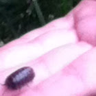 Pillbug
