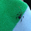 Stink bug
