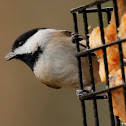 Carolina chickadee