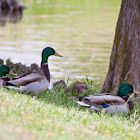 Ducks