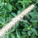 狗尾草