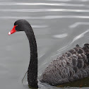 Black Swan