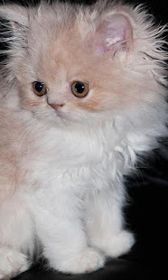 How to install Persian Cats Wallpapers lastet apk for laptop