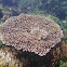 Stony Coral