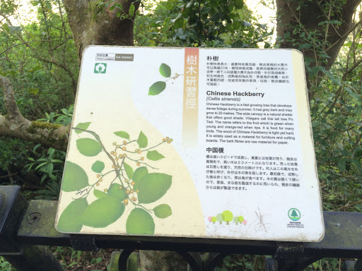 Chinese Hackberry