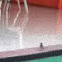 House sparrow