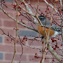 North American Robin