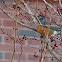 North American Robin