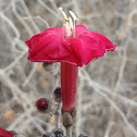 Jicama de monte