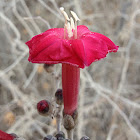 Jicama de monte