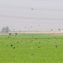 Skylark