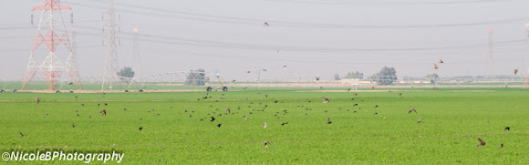 Spotting Image 1