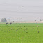 Skylark