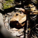 Pedo de Lobo / Common Puffball